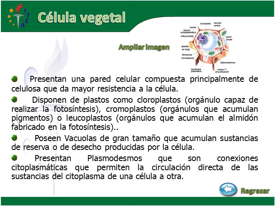 Célula vegetal Ampliar imagen. Presentan una pared celular compuesta principalmente de celulosa que da mayor resistencia a la célula.