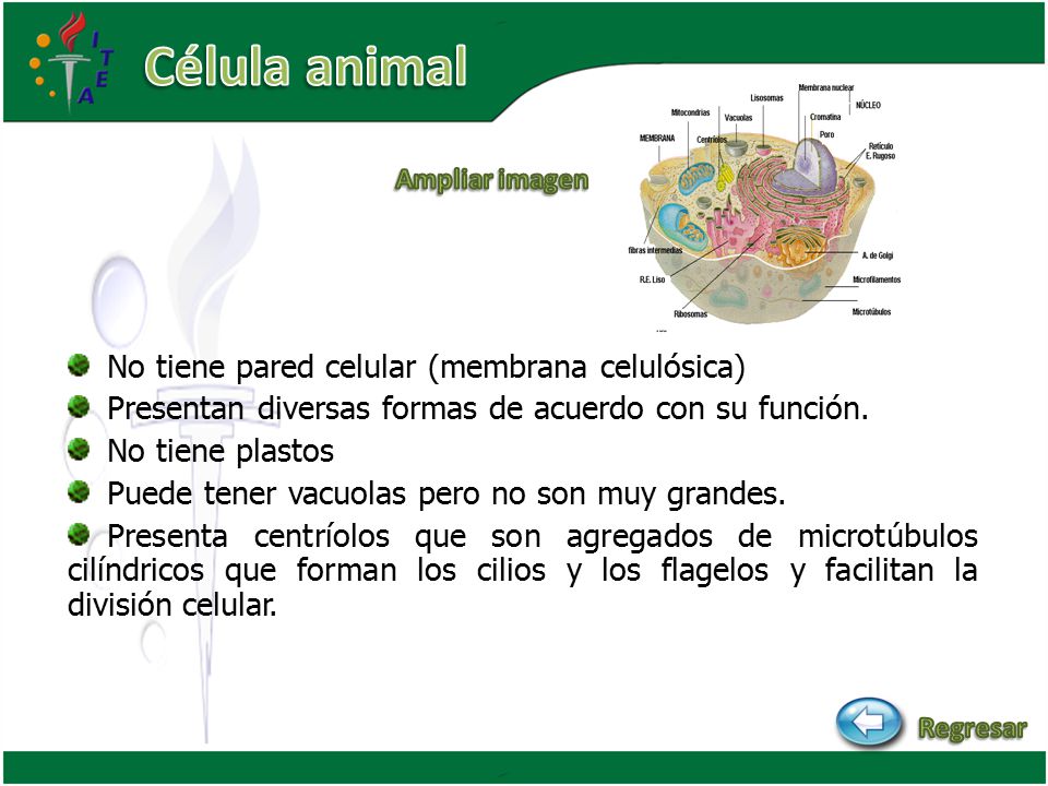 Célula animal No tiene pared celular (membrana celulósica)