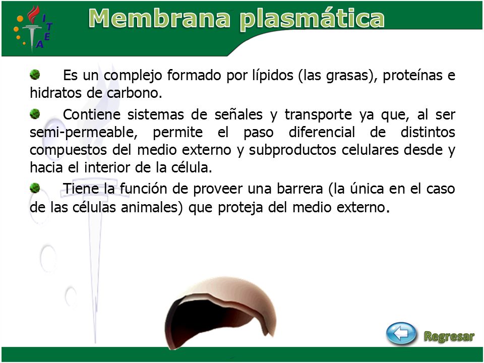 Membrana plasmática Es un complejo formado por lípidos (las grasas), proteínas e hidratos de carbono.