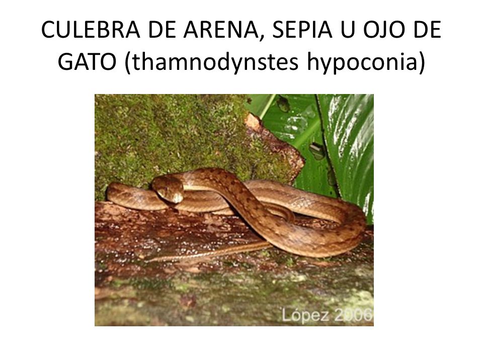 CULEBRA DE ARENA, SEPIA U OJO DE GATO (thamnodynstes hypoconia)
