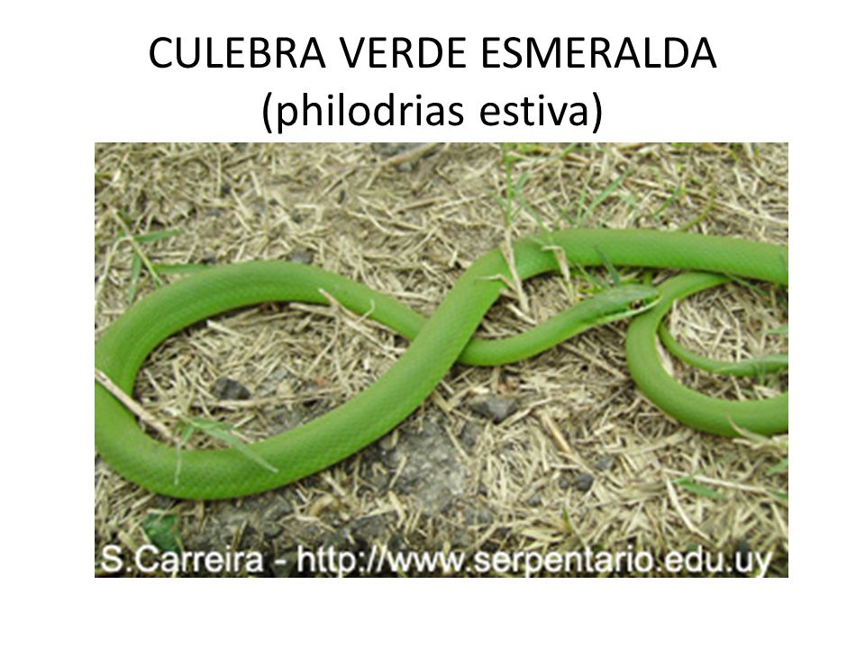CULEBRA VERDE ESMERALDA (philodrias estiva)