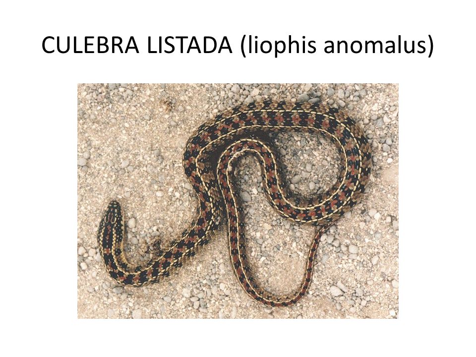 CULEBRA LISTADA (liophis anomalus)