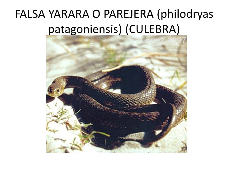 FALSA YARARA O PAREJERA (philodryas patagoniensis) (CULEBRA)