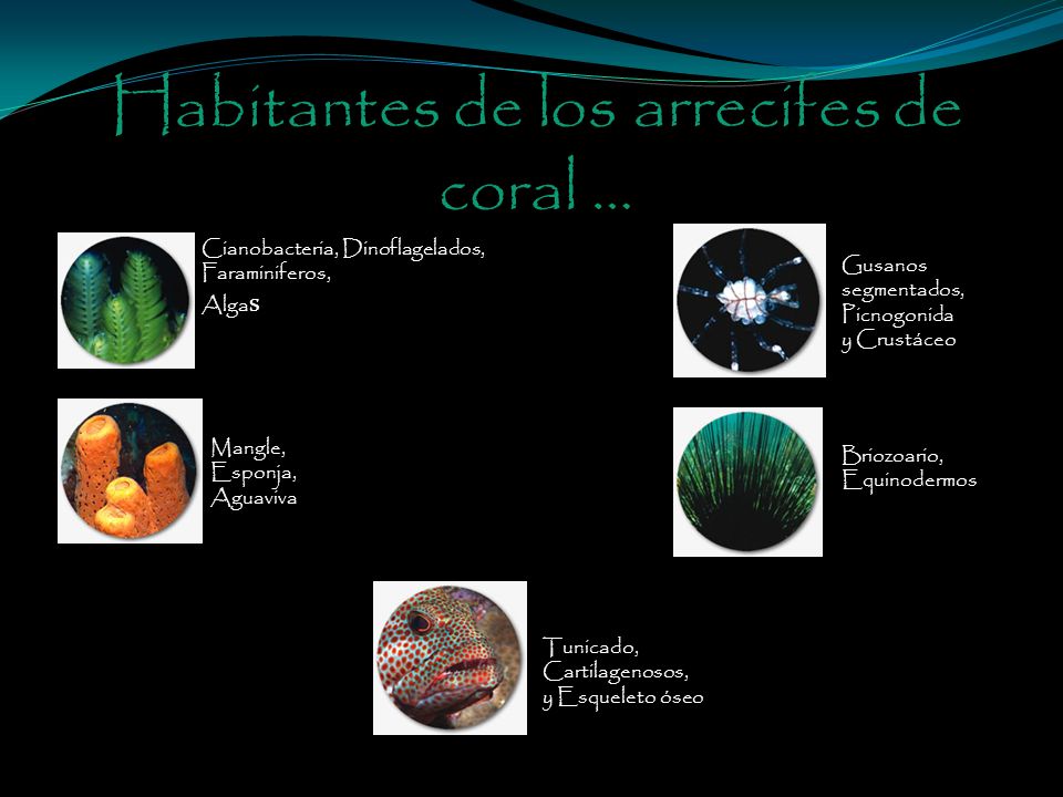 Habitantes de los arrecifes de coral …