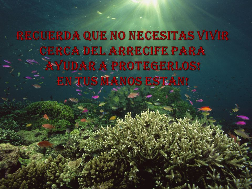 RECUERDA QUE NO NECESITAS VIVIR CERCA DEL ARRECIFE PARA AYUDAR A PROTEGERLOS! EN TUS MANOS ESTAN!