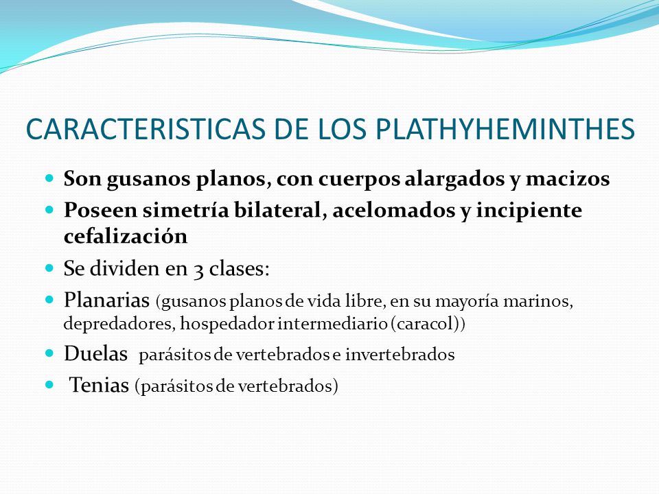 CARACTERISTICAS DE LOS PLATHYHEMINTHES