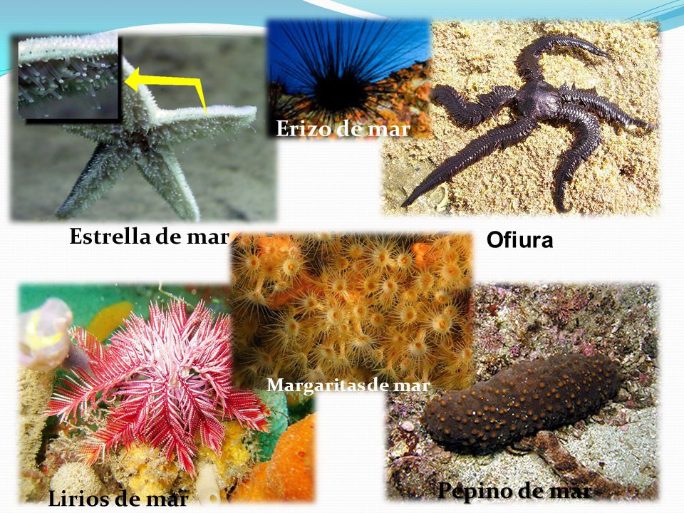 Erizo de mar Estrella de mar Ofiura Pepino de mar Lirios de mar