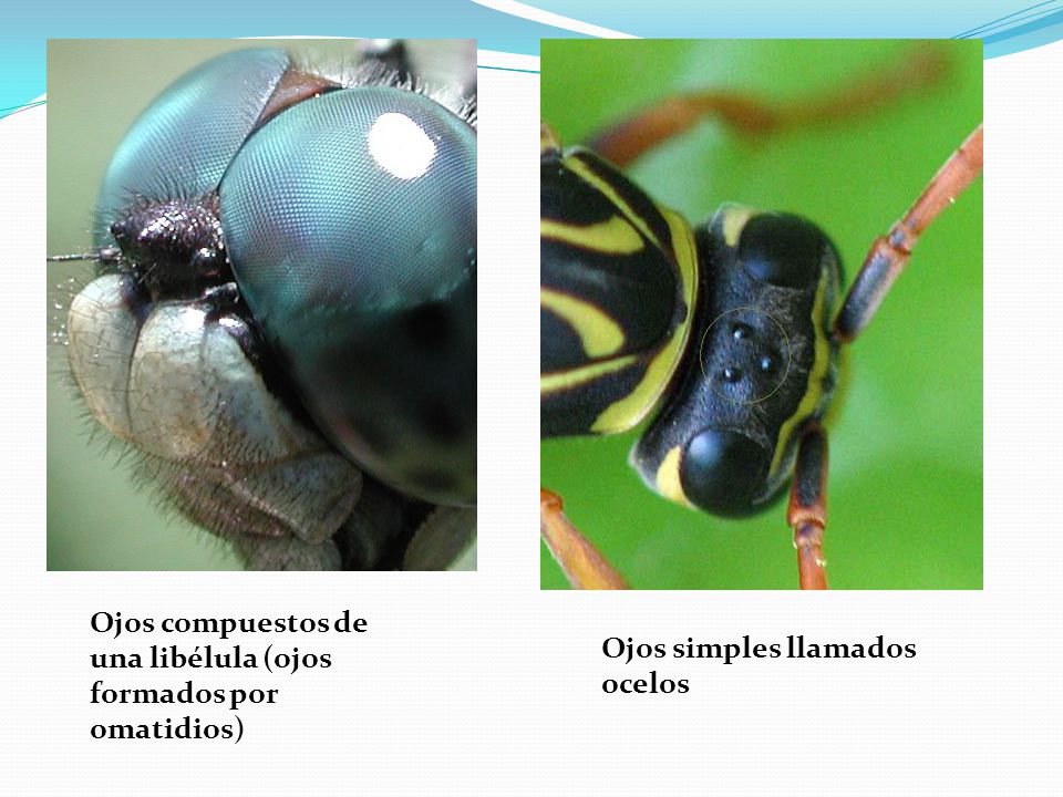 Ojos compuestos de una libélula (ojos formados por omatidios)
