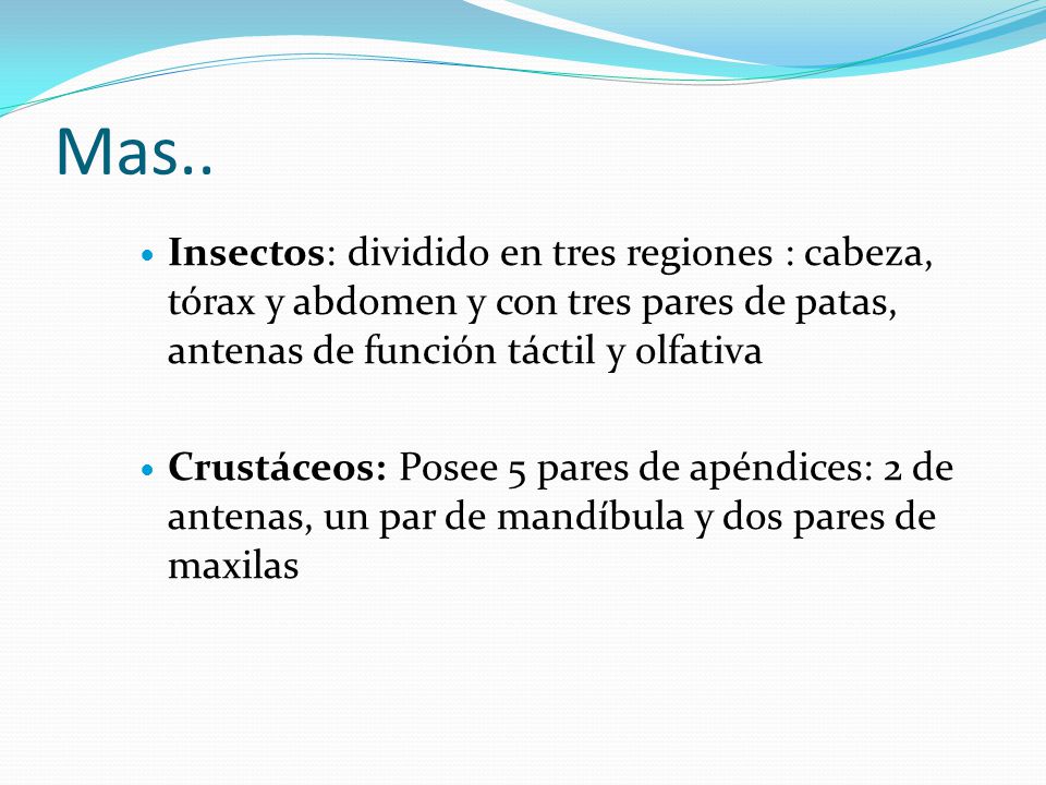 Mas.. Insectos: dividido en tres regiones : cabeza, tórax y abdomen y con tres pares de patas, antenas de función táctil y olfativa.