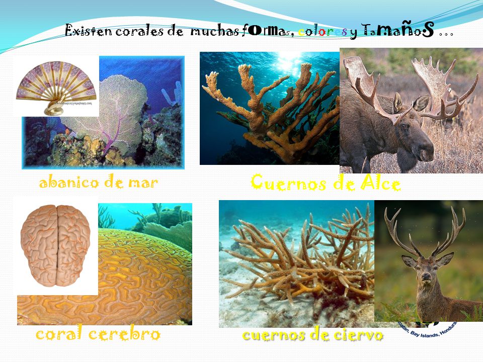 Existen corales de muchas formas, colores y Tamaños …