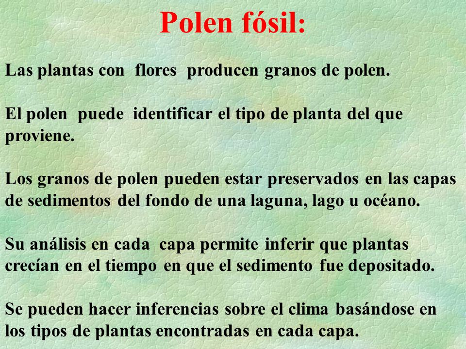 Polen fósil: Las plantas con flores producen granos de polen.