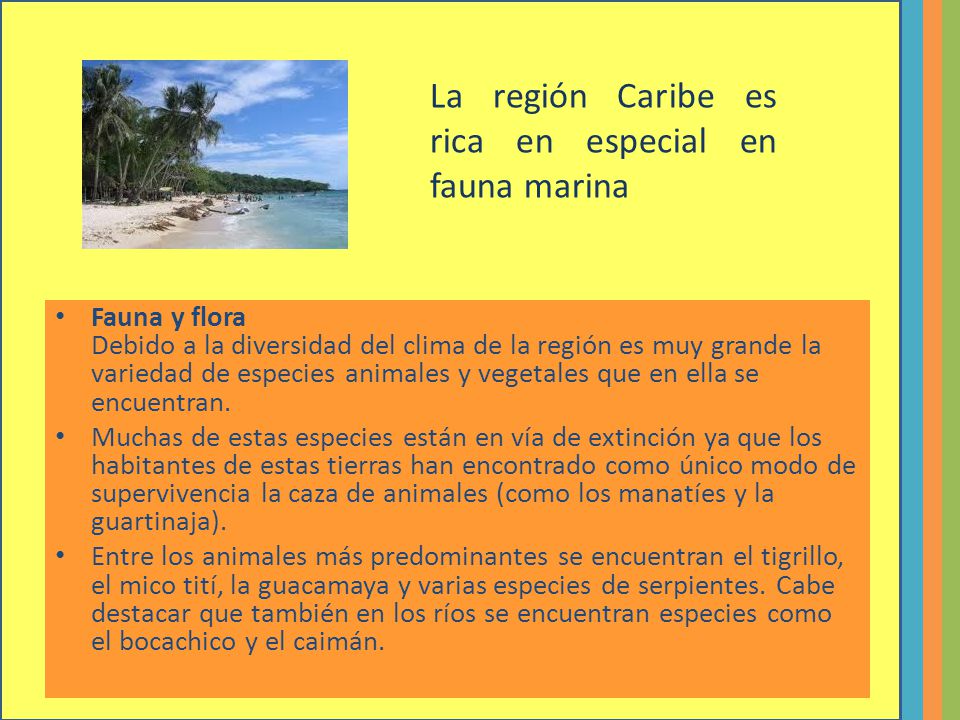 La región Caribe es rica en especial en fauna marina