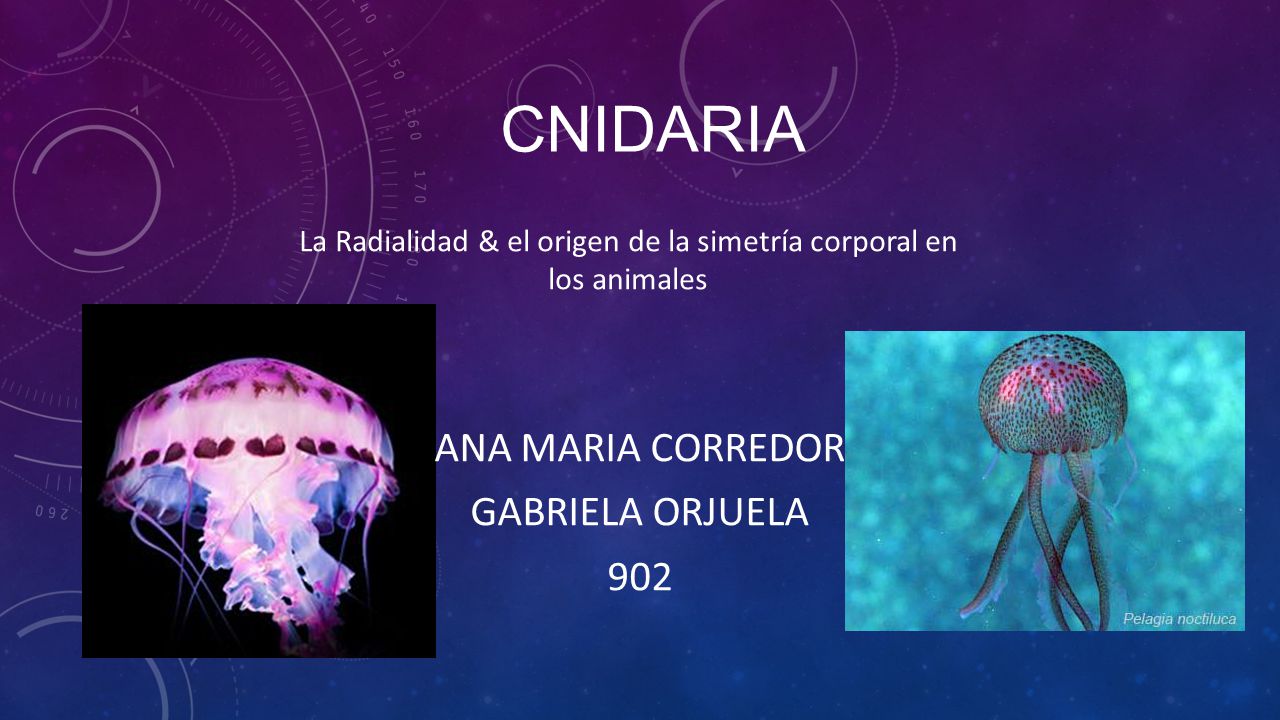 Ana Maria corredor Gabriela Orjuela 902