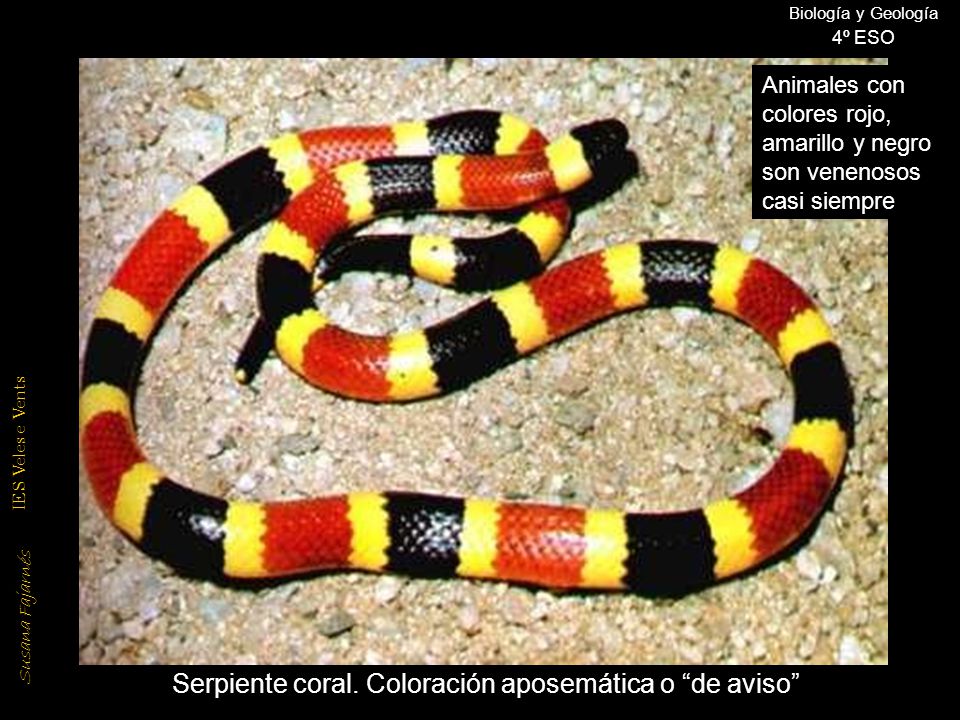 Serpiente coral. Coloración aposemática o de aviso
