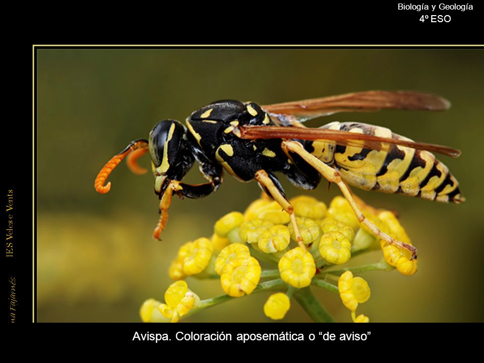 Avispa. Coloración aposemática o de aviso
