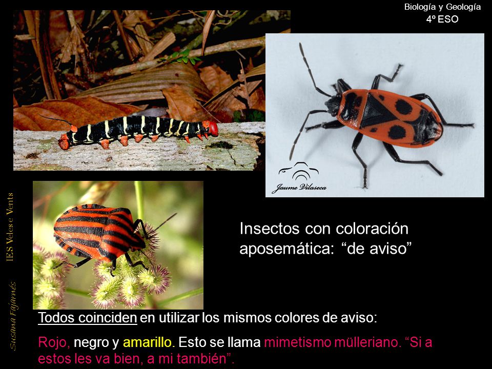Insectos con coloración aposemática: de aviso