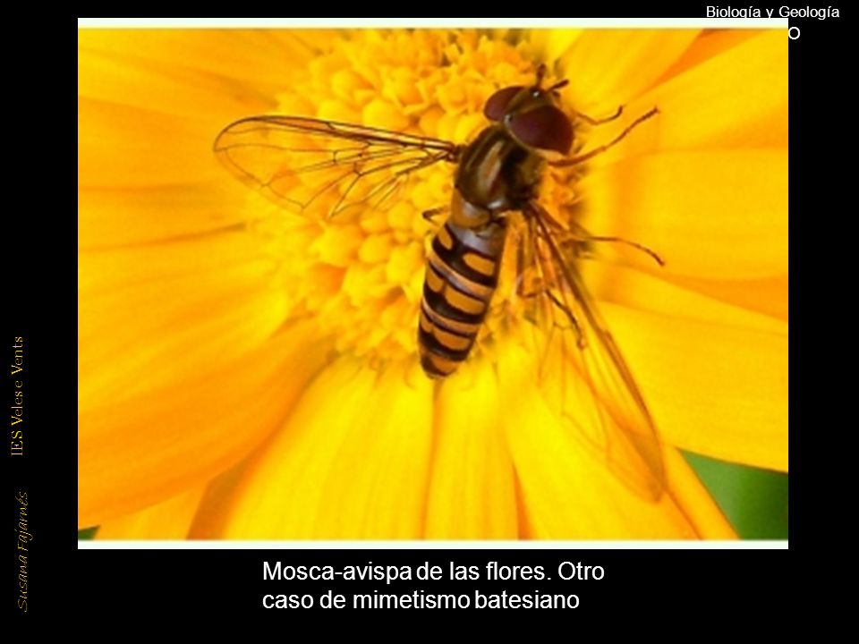Mosca-avispa de las flores. Otro caso de mimetismo batesiano