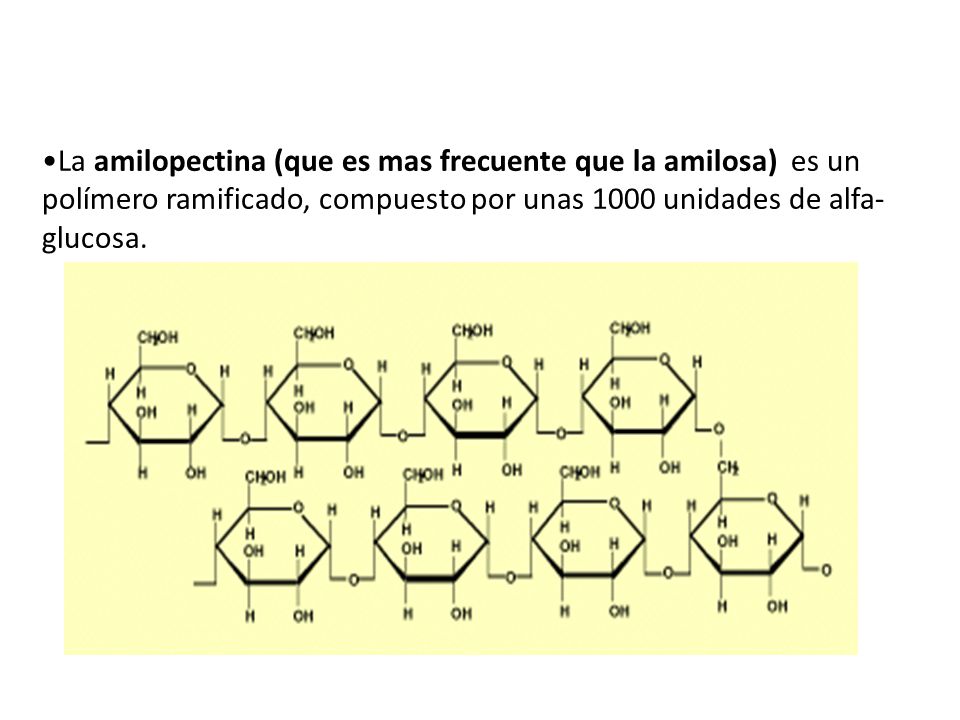 La amilopectina (que es mas frecuente que la amilosa) es un polímero ramificado, compuesto por unas 1000 unidades de alfa-glucosa.
