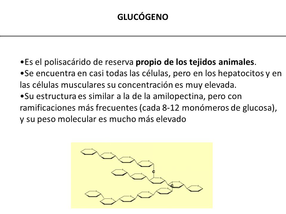 GLUCÓGENO Es el polisacárido de reserva propio de los tejidos animales.