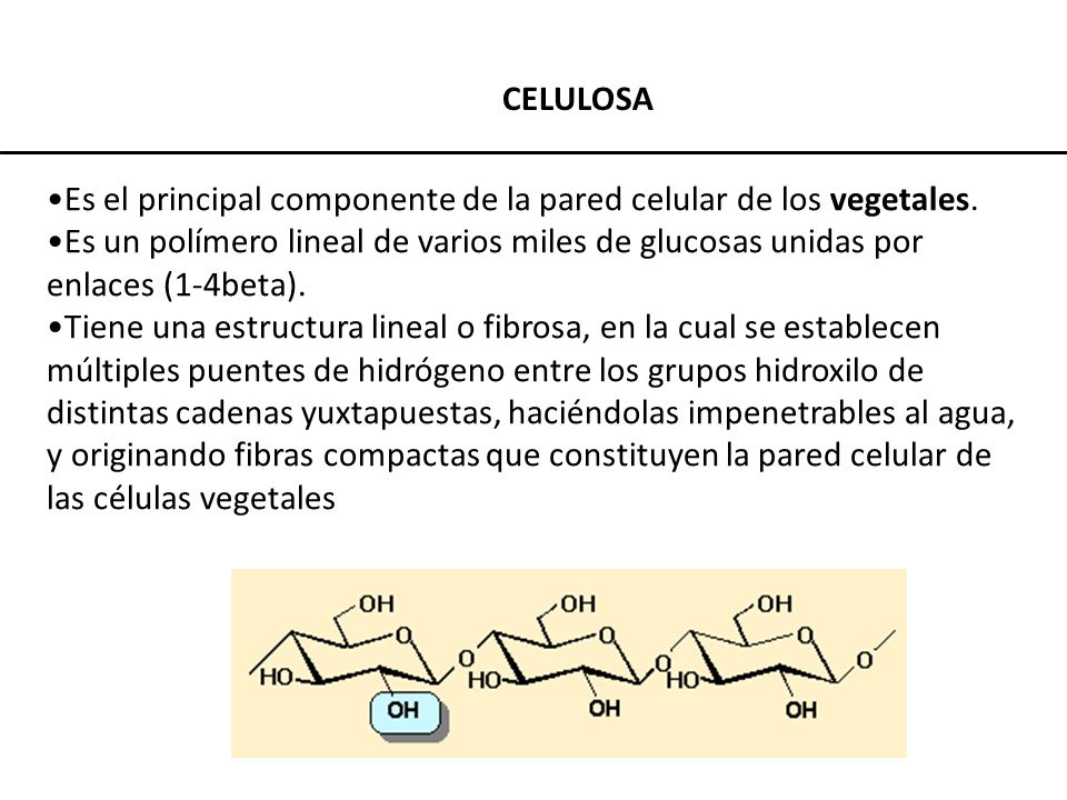 CELULOSA Es el principal componente de la pared celular de los vegetales.