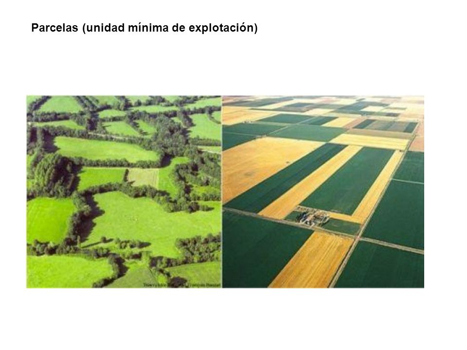 Parcelas (unidad mínima de explotación)