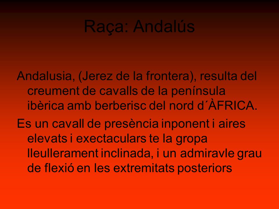 Raça: Andalús Andalusia, (Jerez de la frontera), resulta del creument de cavalls de la península ibèrica amb berberisc del nord d´ÀFRICA.