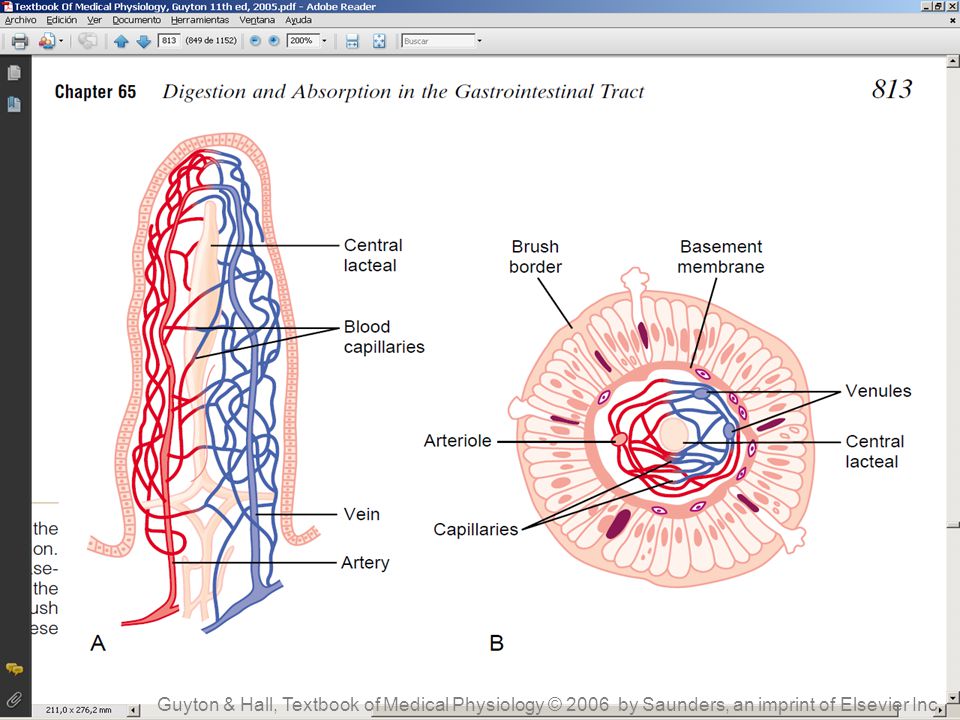 Guyton & Hall, Textbook of Medical Physiology © 2006 by Saunders, an imprint of Elsevier Inc