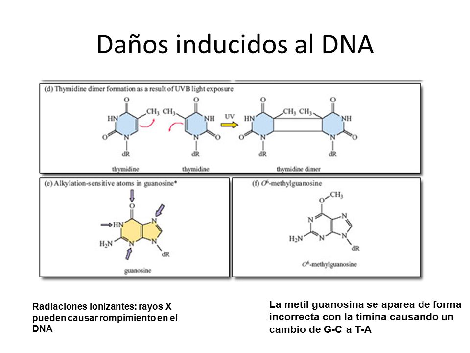 Daños inducidos al DNA La metil guanosina se aparea de forma