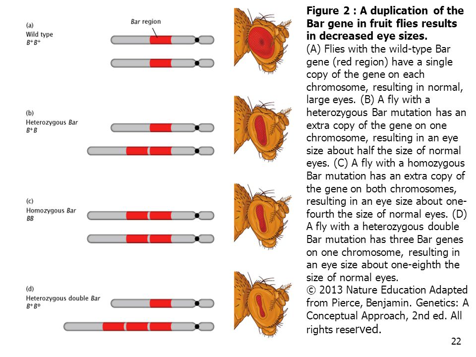 Figure 2 : A duplication of the Bar gene in fruit flies results in decreased eye sizes.