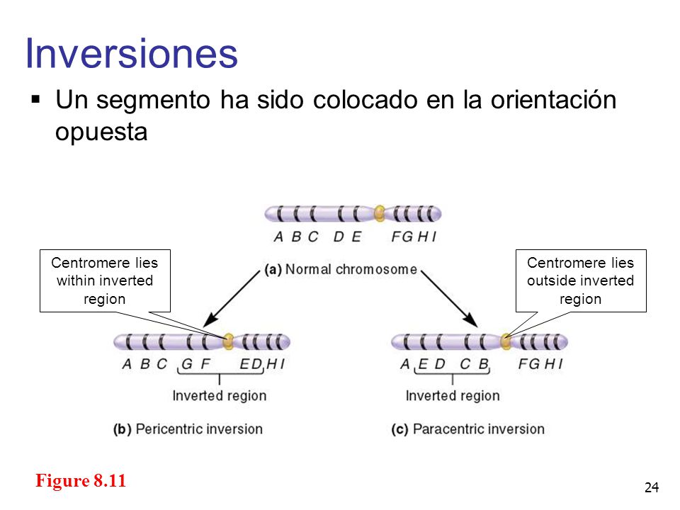 Inversiones Un segmento ha sido colocado en la orientación opuesta