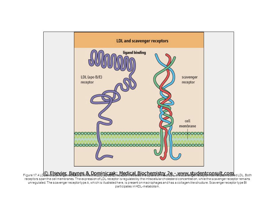 Figure LDL and scavenger receptors
