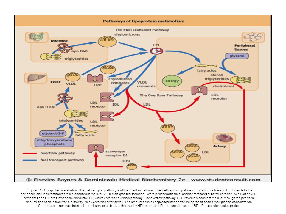 Figure 17.6 Lipoprotein metabolism: the fuel transport pathway and the overflow pathway.