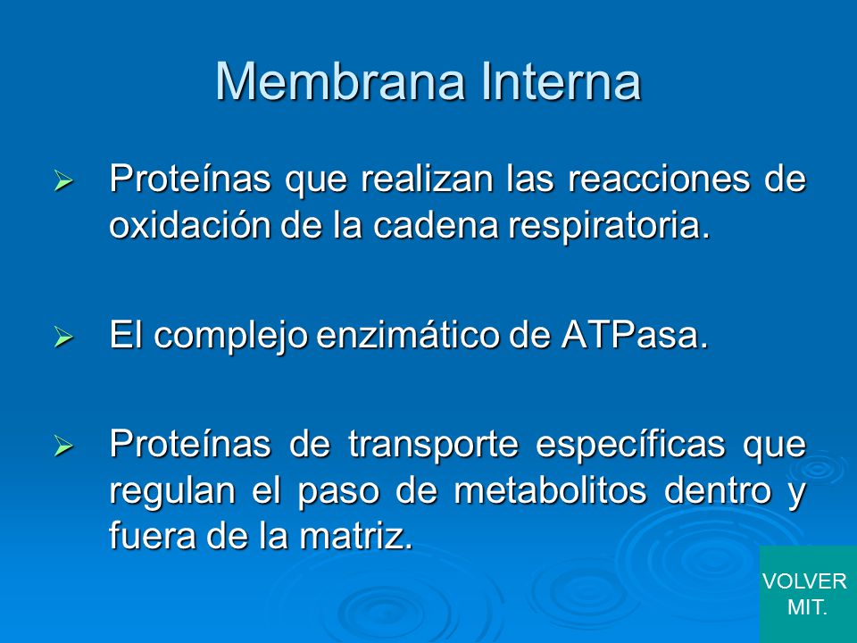 Membrana Interna Proteínas que realizan las reacciones de oxidación de la cadena respiratoria. El complejo enzimático de ATPasa.