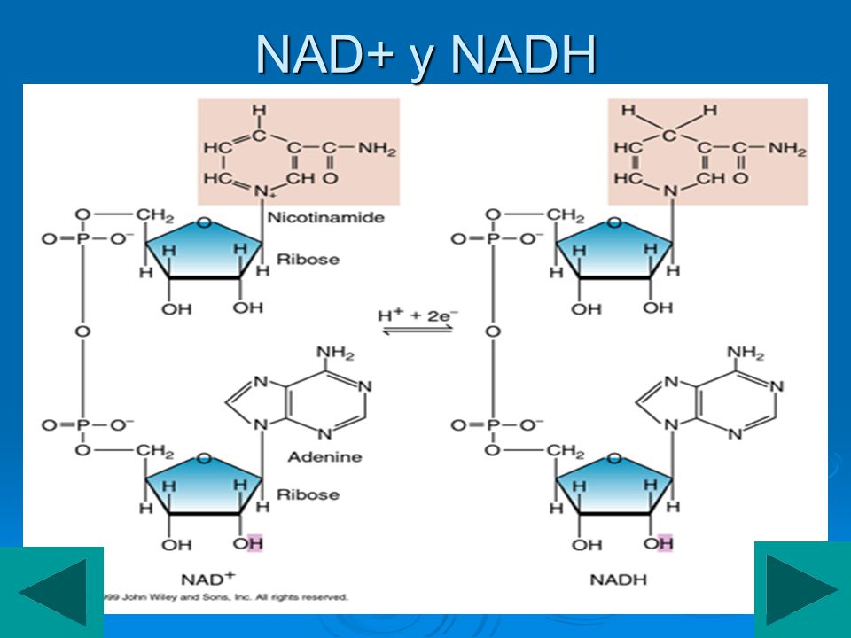 NAD+ y NADH