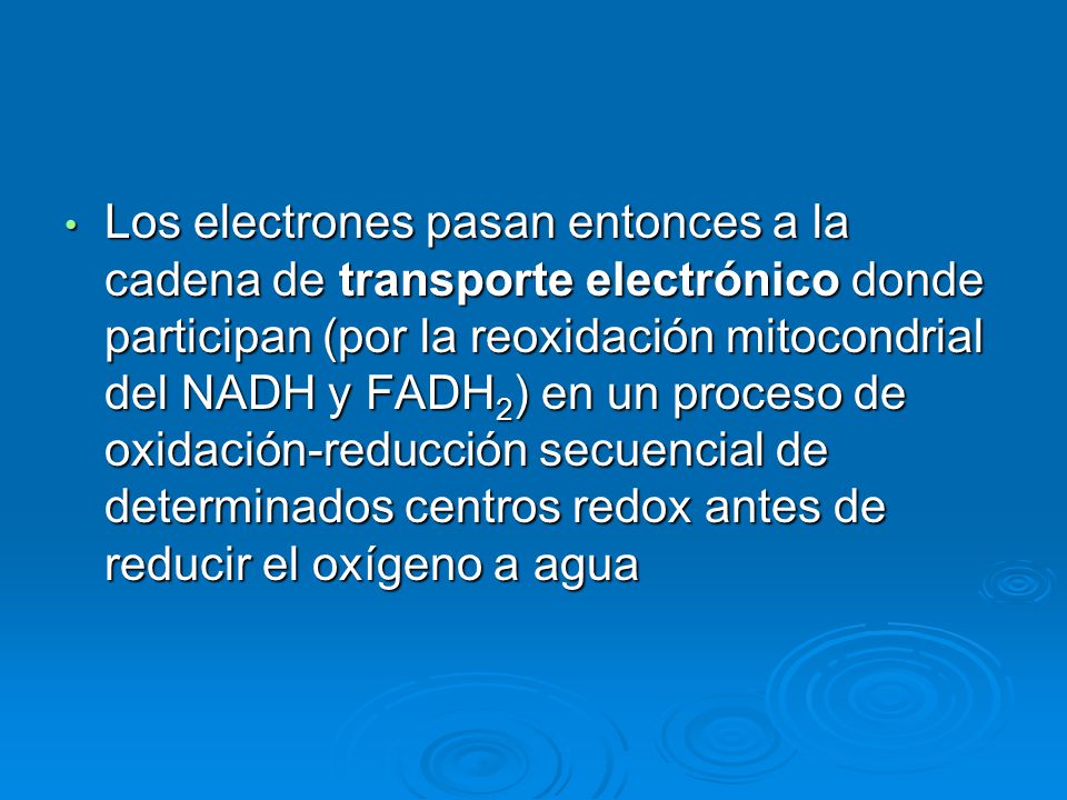 Los electrones pasan entonces a la cadena de transporte electrónico donde participan (por la reoxidación mitocondrial del NADH y FADH2) en un proceso de oxidación-reducción secuencial de determinados centros redox antes de reducir el oxígeno a agua