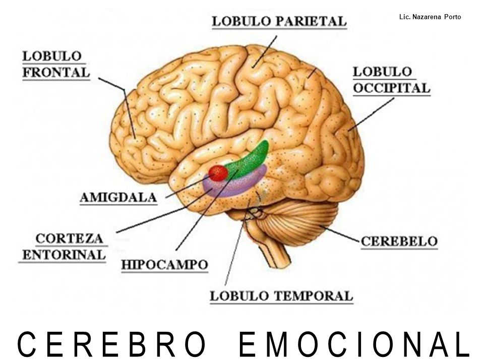 Lic. Nazarena Porto C E R E B R O E M O C I O N A L