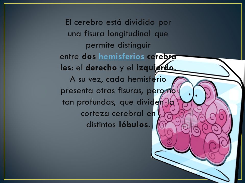 El cerebro está dividido por una fisura longitudinal que permite distinguir entre dos hemisferios cerebrales: el derecho y el izquierdo.