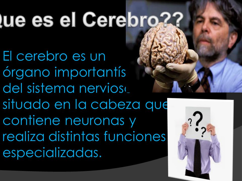 Que es el Cerebro El cerebro es un órgano importantísimo