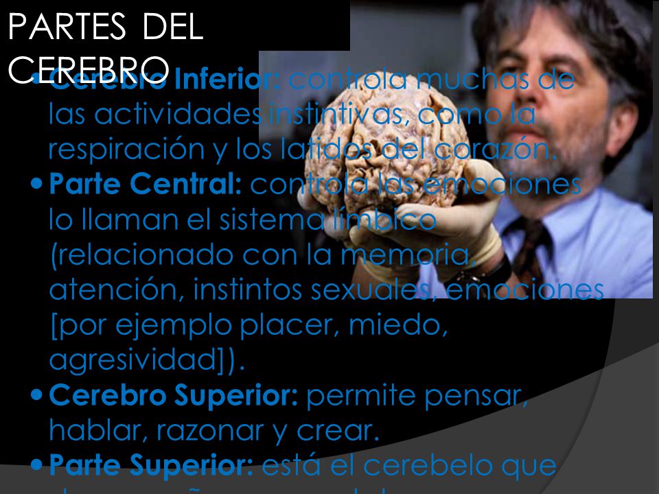 PARTES DEL CEREBRO Cerebro Inferior: controla muchas de las actividades instintivas, como la respiración y los latidos del corazón.