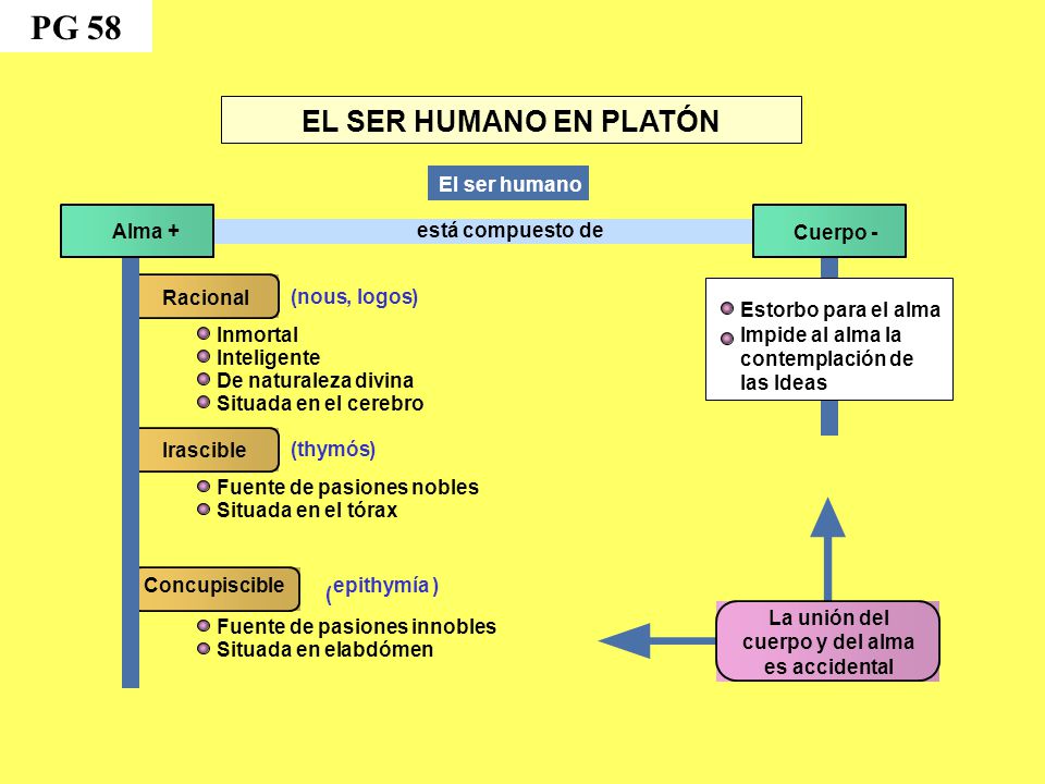 PG 58 EL SER HUMANO EN PLATÓN El ser humano Alma + está compuesto de
