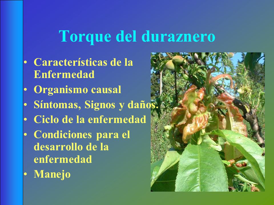 Torque del duraznero Características de la Enfermedad Organismo causal