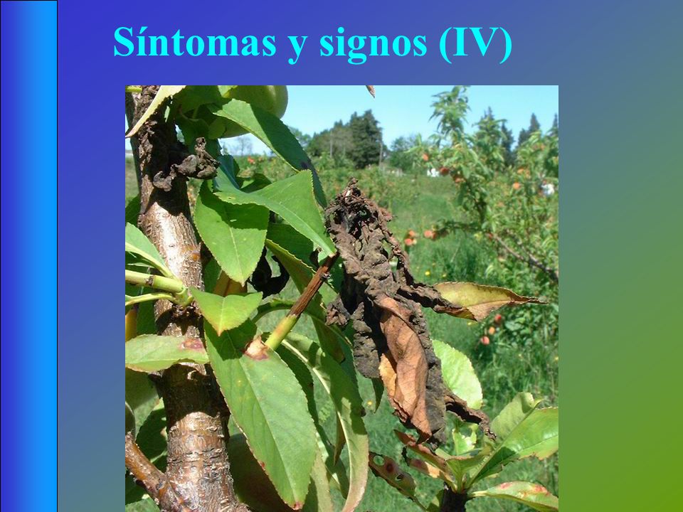 Síntomas y signos (IV) El brote atacado por Taphrina termina secándose.