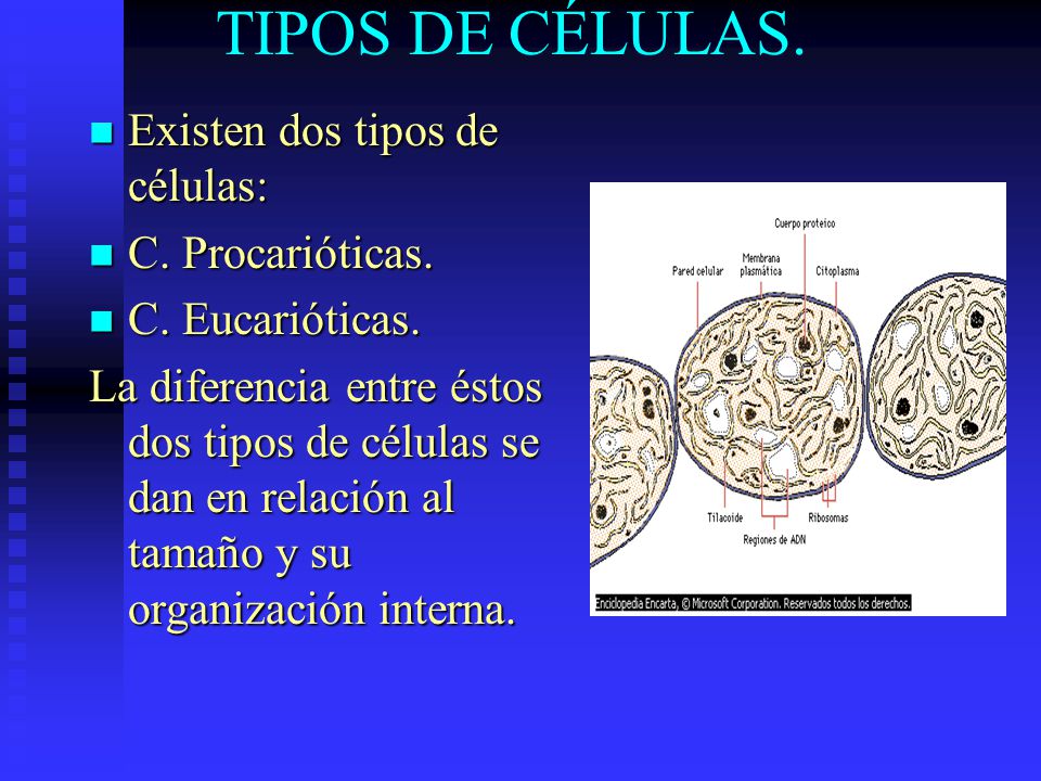 TIPOS DE CÉLULAS. Existen dos tipos de células: C. Procarióticas.