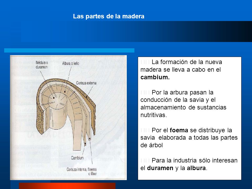 Las partes de la madera 􀂄 La formación de la nueva madera se lleva a cabo en el cambium.