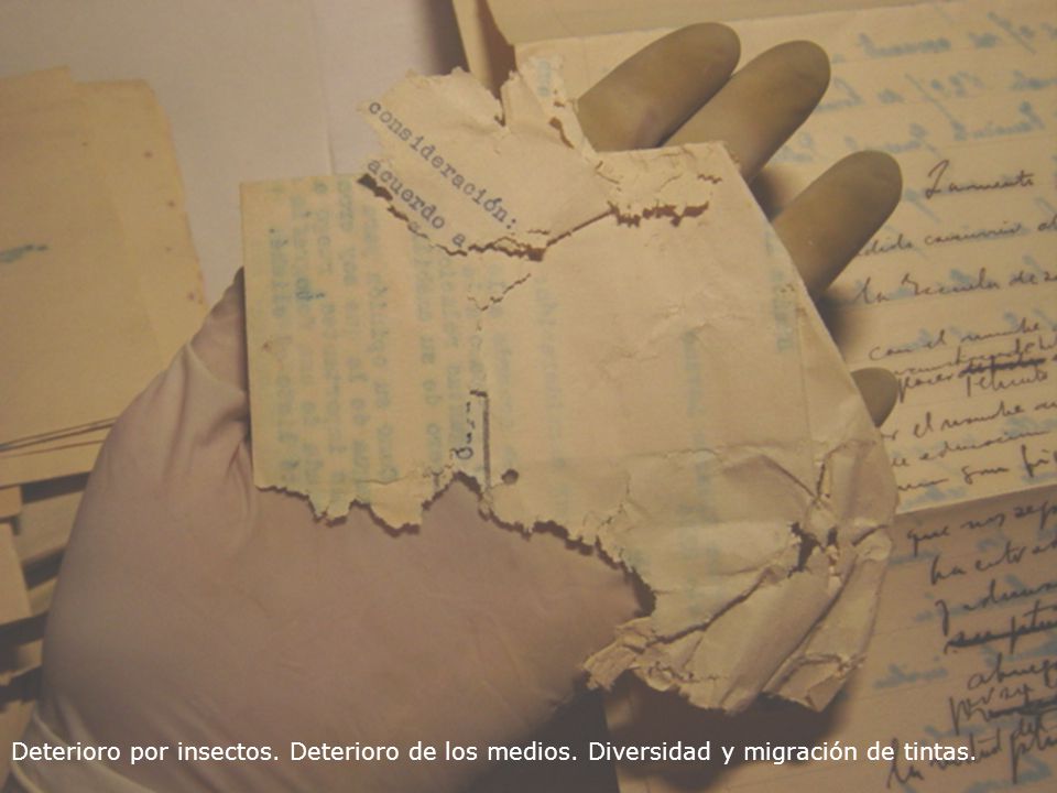 Deterioro por insectos. Deterioro de los medios