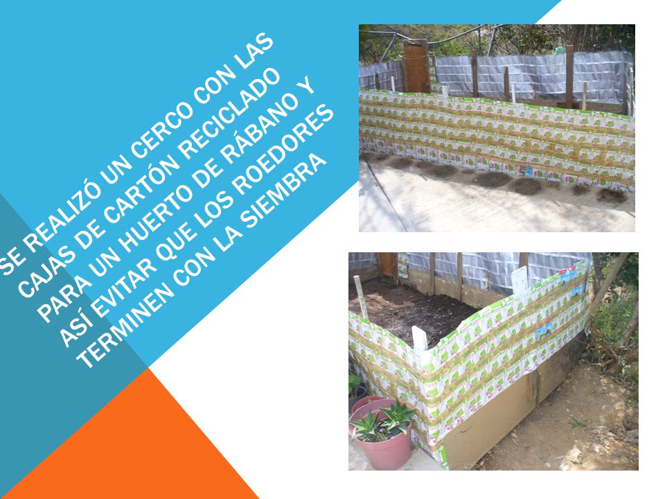 Se realizó un cerco con las cajas de cartón reciclado para un huerto de rábano y así evitar que los roedores TERMINEN CON LA SIEMBRA