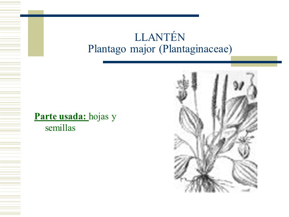 LLANTÉN Plantago major (Plantaginaceae)