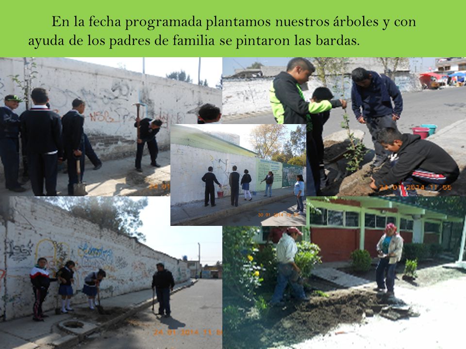 En la fecha programada plantamos nuestros árboles y con ayuda de los padres de familia se pintaron las bardas.