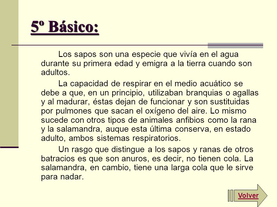 5º Básico: Los sapos son una especie que vivía en el agua durante su primera edad y emigra a la tierra cuando son adultos.