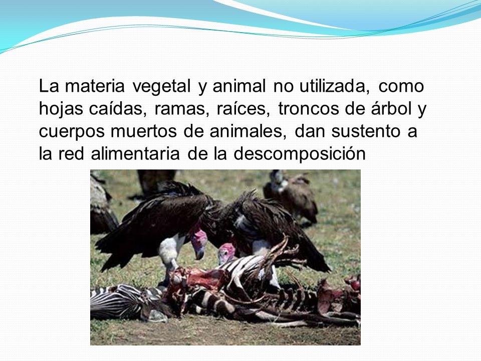La materia vegetal y animal no utilizada, como hojas caídas, ramas, raíces, troncos de árbol y cuerpos muertos de animales, dan sustento a la red alimentaria de la descomposición